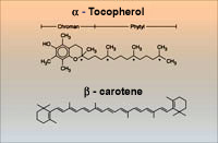 Diagrams of Alpha-Tocopherol and Beta-Carotene structures